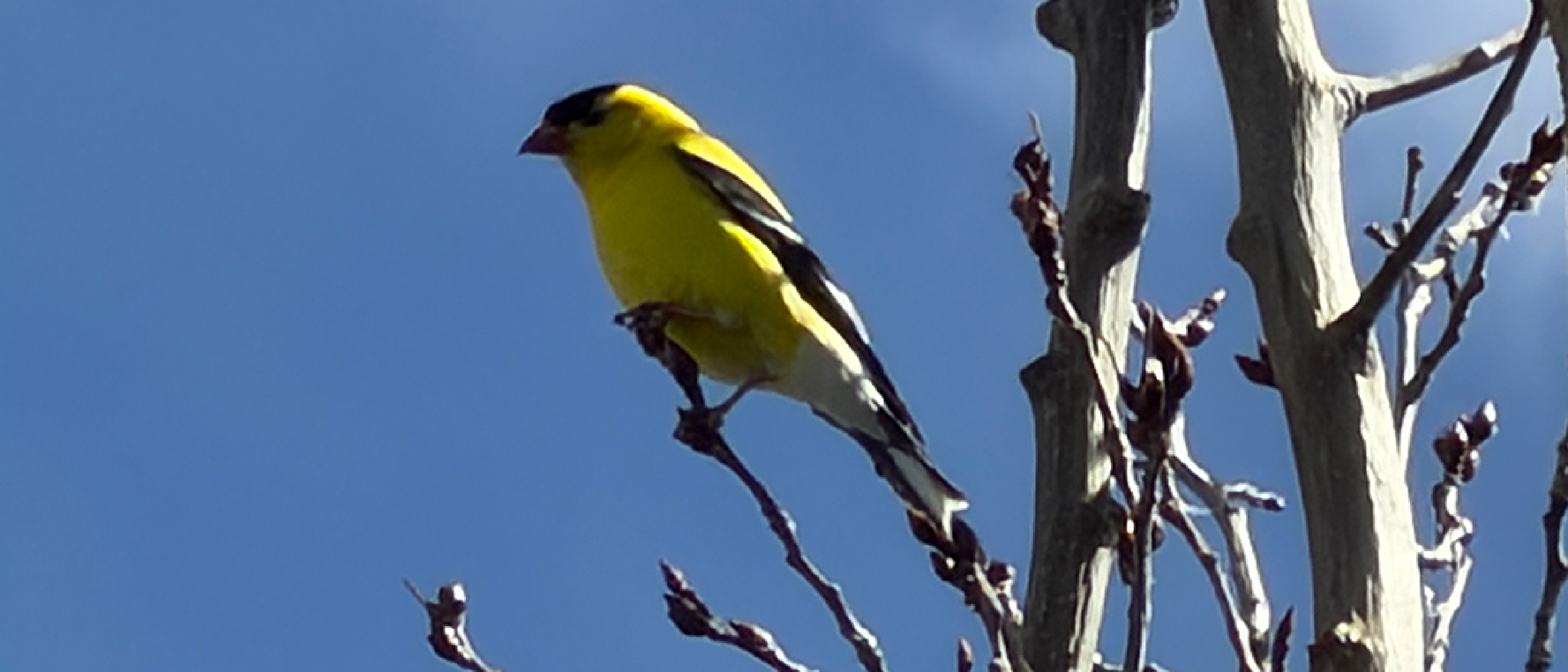 It's for the birds