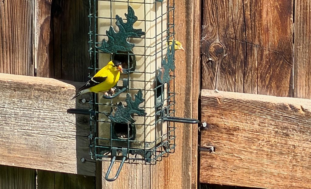 American Yellow Finches enjoying some sunflower chip