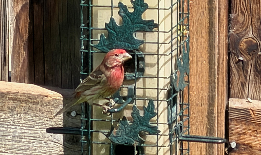 House Finch