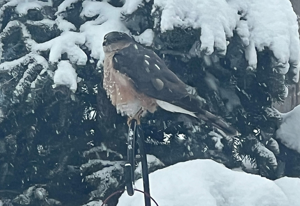 A hungry Merlin